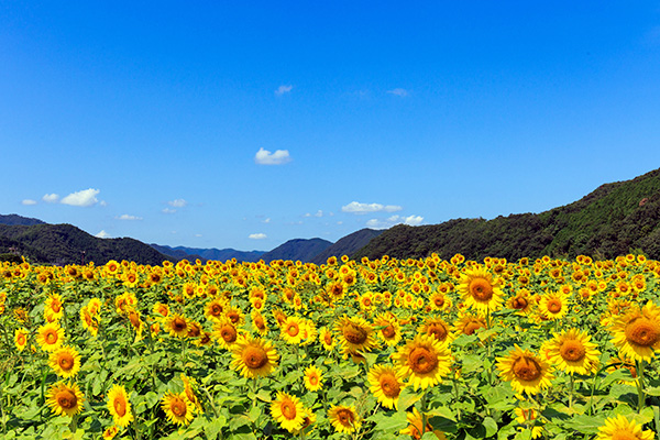 ひまわり畑